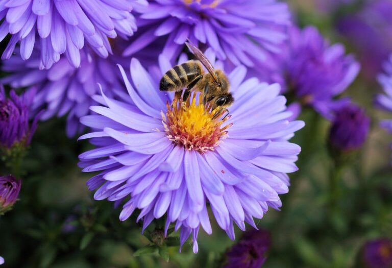 bee-flower-pollen-color-65656-65656.jpg