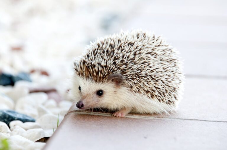 hedgehog-animal-baby-cute-50577-50577.jpg