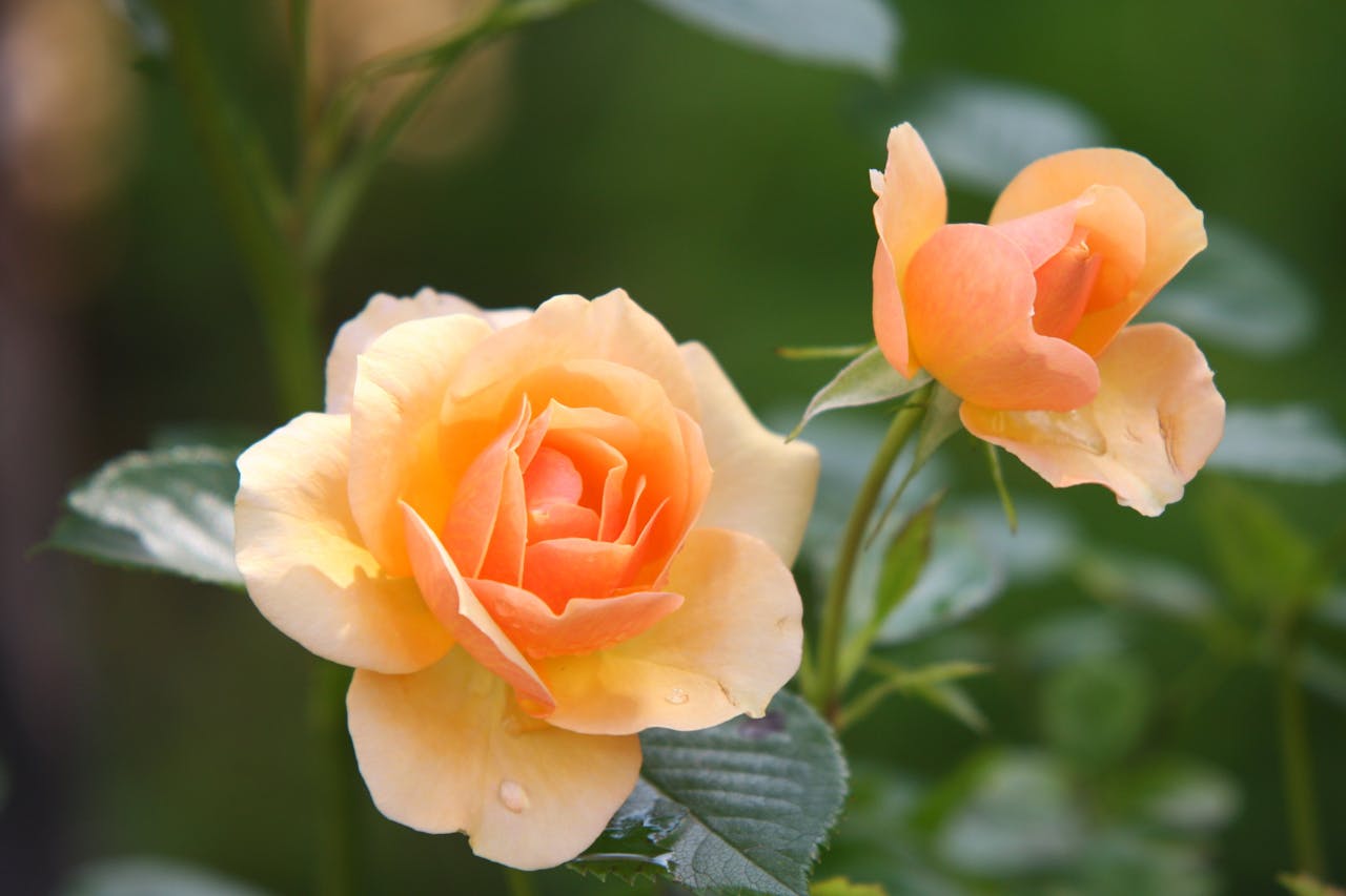 rose-flower-blossom-bloom-39517-39517.jpg