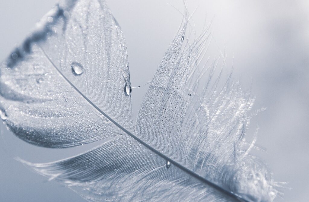 feather, white, texture